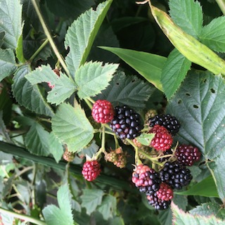 画像の説明 画像の説明