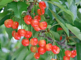 画像の説明 画像の説明